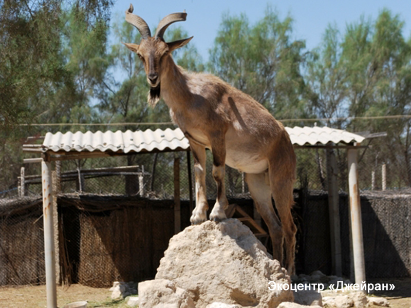 Винторогий козел, Экоцентр Джейран, Узбекистан