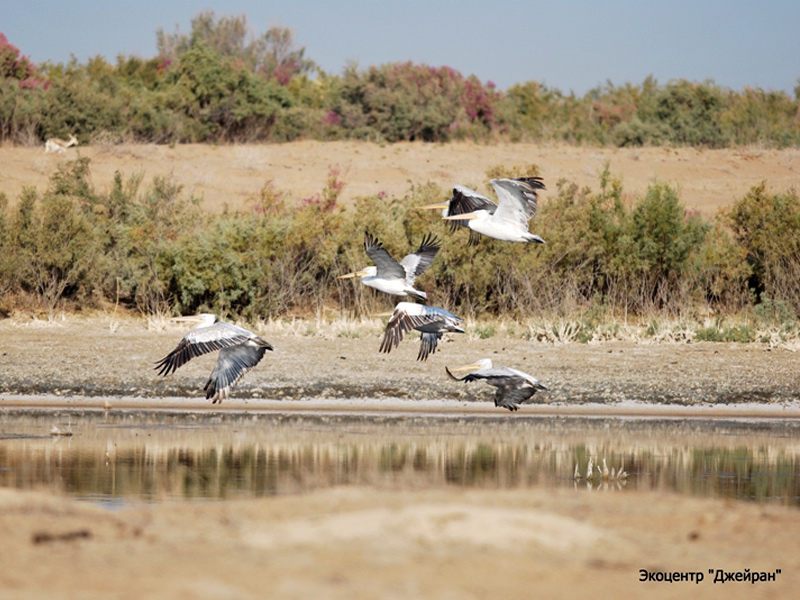Кудрявый пеликан, Экоцентр Джейран, Узбекистан