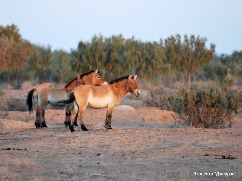 Лошадь пржевальского, Экоцентр Джейран, Узбекистан