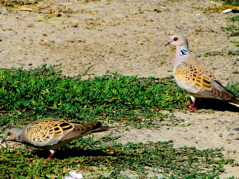 The birdwatching in Uzbekistan