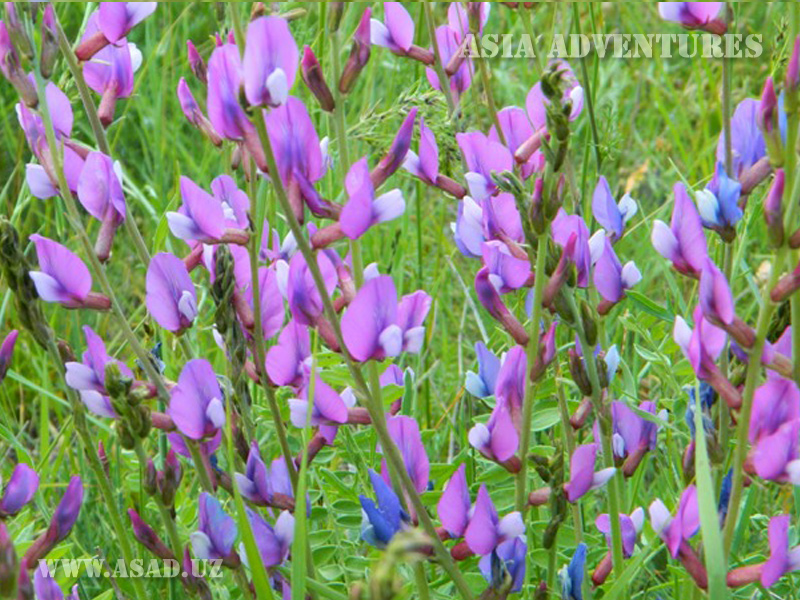 Mountain flowers in Uzbekistan