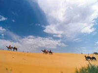 On Baktrian camel through Kyzyl-Kum desert
