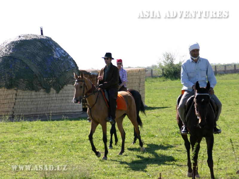 On Akhalteke horses in Karakum Desert