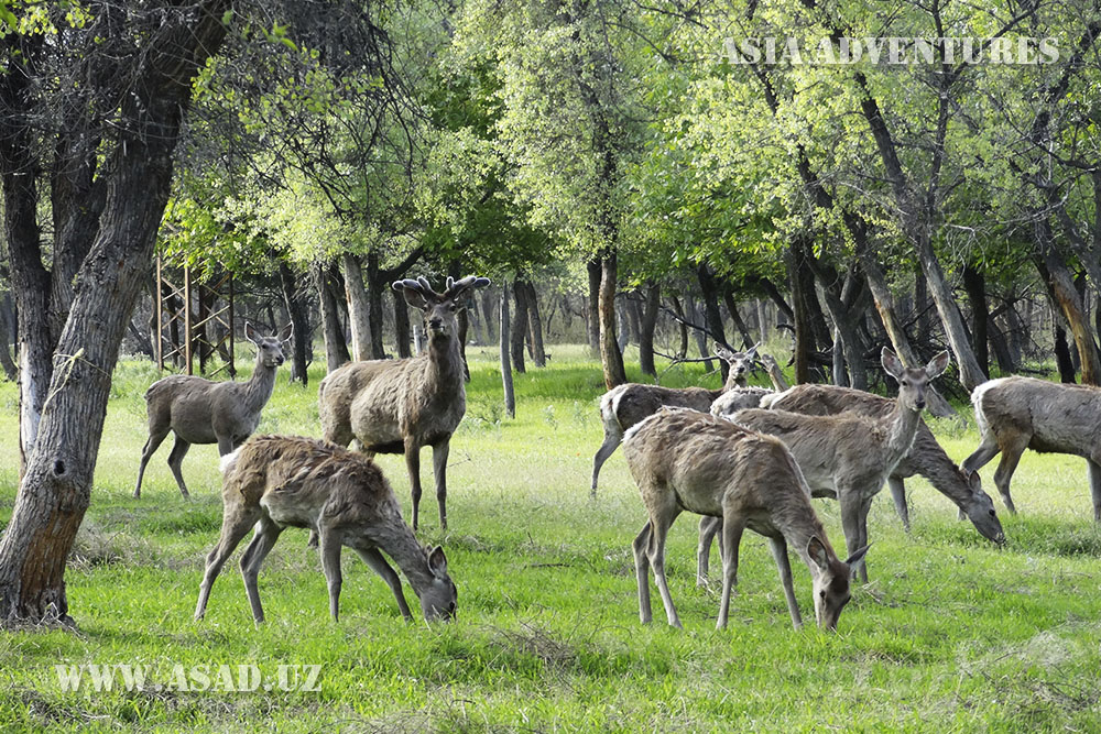 Along natural reserves and national parks of Uzbekistan