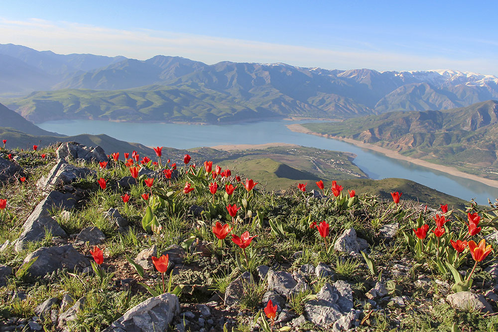 Тюльпаны Узбекистана
